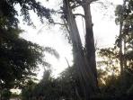 seorang-pekerja-tewas-saat-memangkas-pohon-kepuh_20141122_122253.jpg