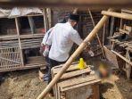 seorang-pria-di-garut-ditemukan-tewas-di-dekat-kandang-ayam.jpg