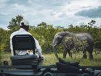 seorang-pria-yang-sedang-menyaksikan-gajah-selama-safari-di-afrika-selatan.jpg