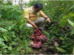 seorang-warga-melihat-bunga-bangkai-amorphophallus-titanum-12.jpg