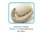 serat-kepompong-ulat-sutera.jpg