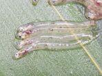 shirouo-no-odorigai-atau-ikan-shirouo-nih3.jpg