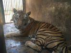si-baksi-harimau-jantan-yang-lagi-viral-di-medsos-milik-maharani-zoo-dan-goa-lamongan.jpg