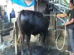 si-bejo-sapi-jokowi-seharga-rp-67-juta_20180818_133440.jpg
