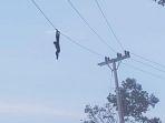 siamang-mati-tergantung-di-kabel-listrik-yang-baru-saja-dipasang.jpg