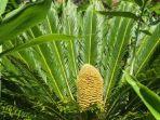 sikas-purba-di-kebun-raya-inggris.jpg