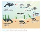 siklus-hidup-lobster-dari-larva-sampai-lobster-dewasa.jpg