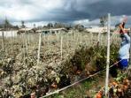 sinabung_20151226_194229.jpg