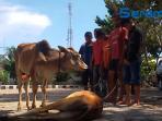 sindikat-pencuri-sapi_20151123_125248.jpg