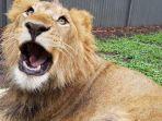 singa-di-kebun-binatang-shoalhaven-australia-minggu-3152020.jpg