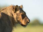 Hilang 3 Hari di Taman Safari Zimbabwe, Turis Jerman Ditemukan Hidup, Ternyata Mobil Alami Kendala