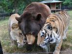 singa-harimau_20160303_212534.jpg