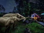singapore-night-safari.jpg