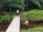 sisa-bangkai-sapi-yang-diserang-harimau.jpg
