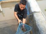 siswa-sekolah-kader-desa-brilian-tunjukkan-ikan-sidat-yang-dibudidayakan-di-kolam_20171114_212211.jpg