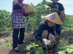 siti-atikoh-supriyanti-ikut-melaksanakan-panen-bawang-merah.jpg