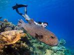 snorkeling-di-maldives.jpg