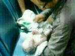 sosok-bayi-berhasil-dilahirkan-dengan-selamat-di-sebuah-bus-transjakarta_20160502_062418.jpg