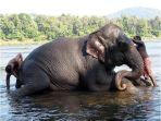 spa-gajah-di-india.jpg