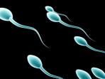 sperma-nih2_20150907_184153.jpg