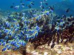 spot-diving-di-pulau-weh.jpg