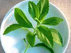 stevia-06-0.jpg