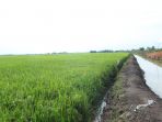 stok-beras-nasional_20180826_092516.jpg