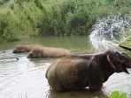 suaka-gajah-boon-lott-atau-boon-lotts-elephant-sanctuary-bles-sukhothai.jpg