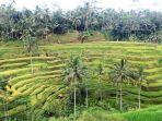 subak-bali1.jpg