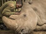 sudan-badak_20180321_152852.jpg