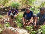 suhri-berbaju-biru-lengan-hitam-sedang-memanen-ketela-di-lantai-dek-rumahnya-dibantu-dua-rekannya_20170504_180907.jpg
