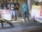 sukses-besar-brigade-pitbull-championship-di-tahun-kedua_20160530_141628.jpg