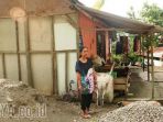 suswiji-batal-dapat-program-bedah-rumah_20171030_112524.jpg