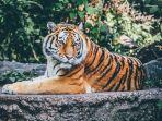 tafsir-mimpi-bertemu-harimau.jpg
