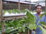Kewang Hidroponik Ambon, Buktikan Cara Berkebun Bebas Kotor, Mudah dan Menjanjikan