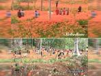 taman-bunga-amaryllis-di-kawasan-desa-salam-kecamatan-patuk_20151130_104358.jpg