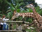 taman-safari-bogor_refresh.jpg