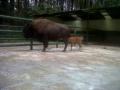 taman-safari-ii-dapat-anak-bison.jpg