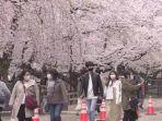 taman-sakura-di-hirosaki-nih3.jpg