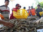 tambak-milenial-atau-millenial-shrimp-farming.jpg
