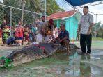 tampak-pawang-buaya-mang-ademi-60-duduk-di-punggung-buaya.jpg