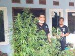 tanam-ganja-di-rumah12.jpg