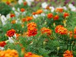 tanam-tagetes-tagetes-patula_20160418_154217.jpg