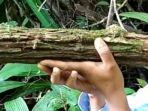 tanaman-bajakah3.jpg