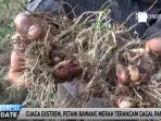 tanaman-bawang-merah-yang-rusak_20170303_145704.jpg