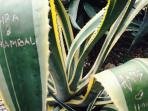 tanaman-di-kebun-raya-bogor_20151003_174259.jpg