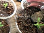 tanaman-ganja_20150525_145636.jpg