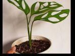 tanaman-hias-monstera.jpg
