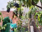 tanaman-mangga.jpg