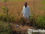 tanaman-padi-di-lamongan-yang-mati-kering-alias-gosong-dibunuh-dengan-obat-pembasmi-rumput.jpg